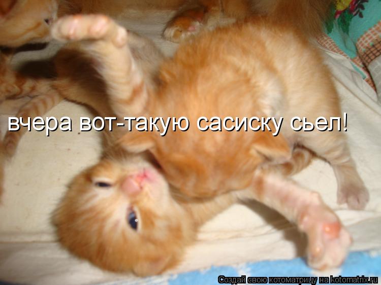 Котоматрица: вчера вот-такую сасиску сьел!