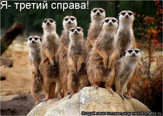 Я- третий справа!... Котоматрица: Я- третий справа!