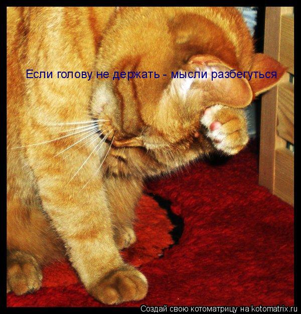 Котоматрица: Если голову не держать - мысли разбегуться
