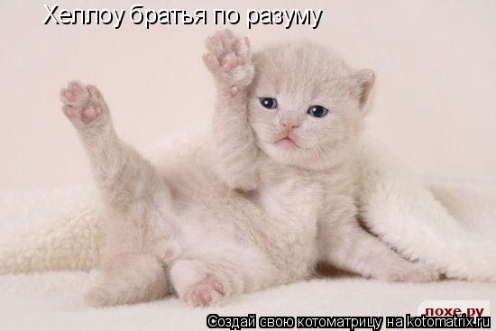 Котоматрица: Хеллоу братья по разуму