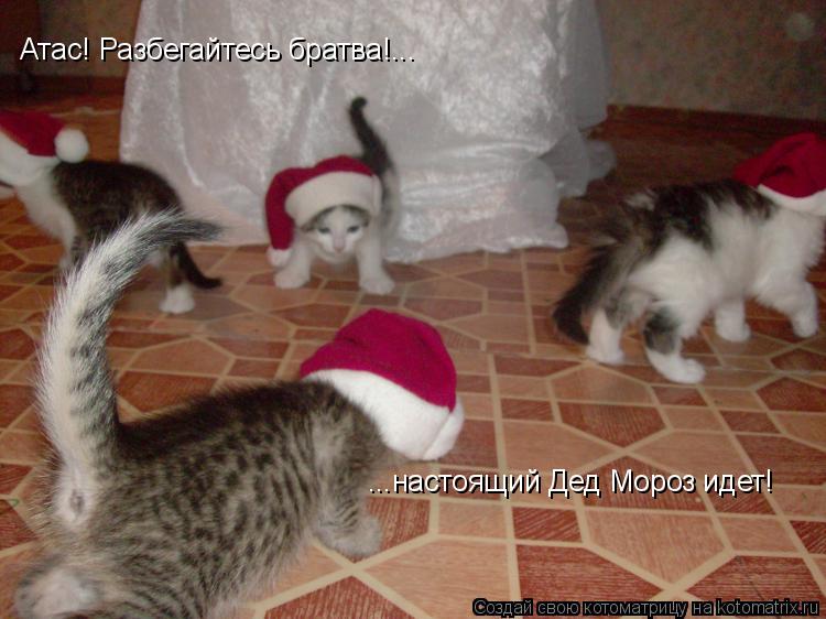 Котоматрица: Атас! Разбегайтесь братва!... ...настоящий Дед Мороз идет!