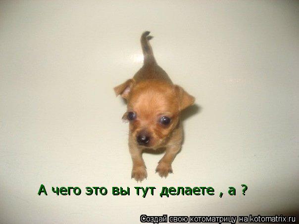 Котоматрица: А чего это вы тут делаете , а ?