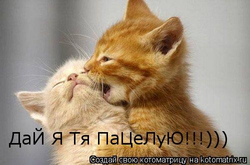 ДаЙ Я Тя ПаЦеЛуЮ!!!)))... Котоматрица: ДаЙ Я Тя ПаЦеЛуЮ!!!)))