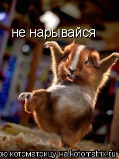 Котоматрица: не нарывайся