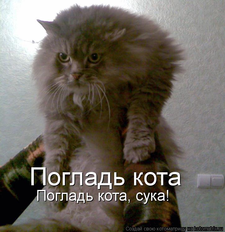 Погладь кота Погладь кота, сука!... Котоматрица: Погладь кота Погладь кота, сука!