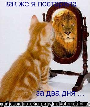 Котоматрица: как же я постарела  за два дня ...