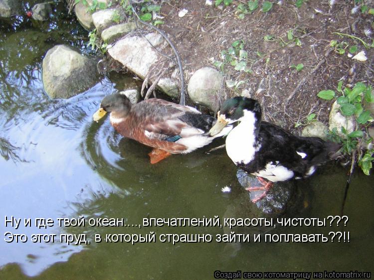 Котоматрица: Ну и где твой океан....,впечатлений,красоты,чистоты??? Это этот пруд, в который страшно зайти и поплавать??!!