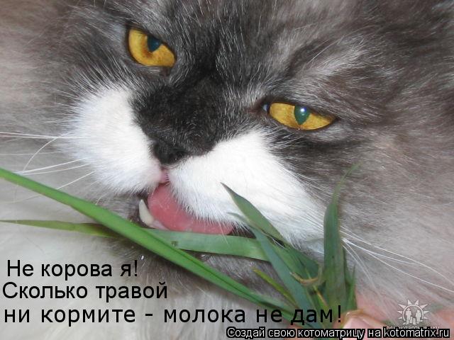 Котоматрица: ни кормите - молока не дам! Сколько травой  Не корова я!