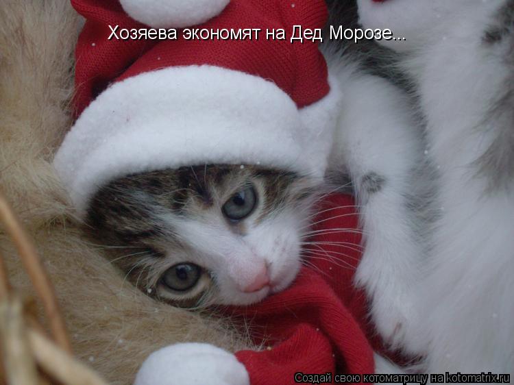 Хозяева экономят на Дед Морозе...... Котоматрица: Хозяева экономят на Дед Морозе...