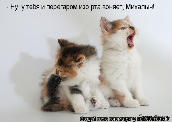 - Ну, у тебя и перегаром изо рта воняет, Михалыч!... Котоматрица: - Ну, у тебя и перегаром изо рта воняет, Михалыч!