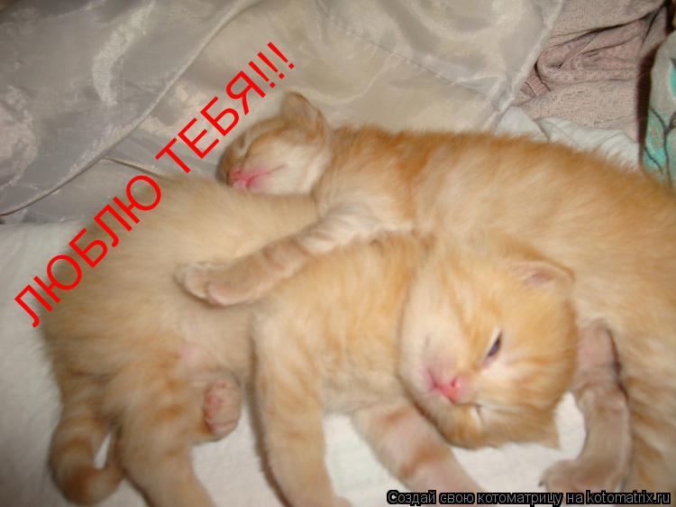 ЛЮБЛЮ ТЕБЯ!!!... Котоматрица: ЛЮБЛЮ ТЕБЯ!!!