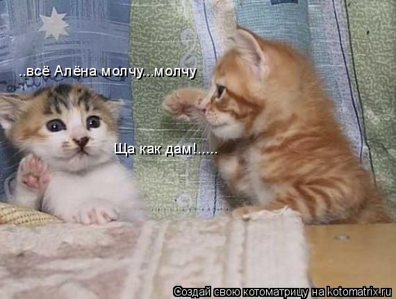 Котоматрица: Ща как дам!..... ..всё Алёна молчу...молчу