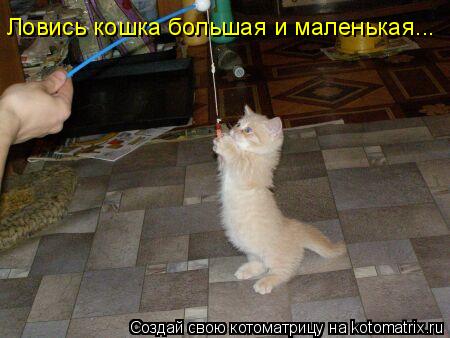 Котоматрица: Ловись кошка большая и маленькая...