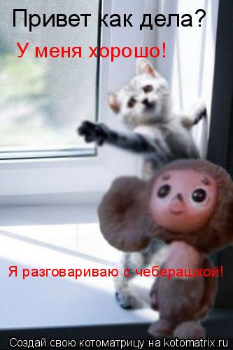 Котоматрица: Привет как дела? У меня хорошо!  Я разговариваю с чеберашкой!