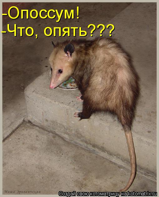 -Опоссум! -Что, опять???... Котоматрица: -Опоссум! -Что, опять???