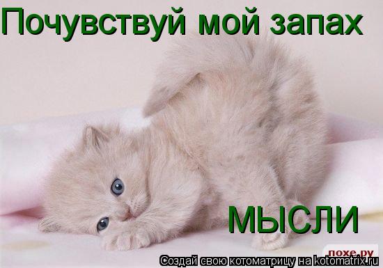 Котоматрица: Почувствуй мой запах МЫСЛИ