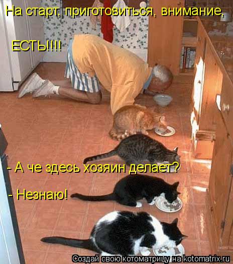 Котоматрица: На старт, приготовиться, внимание, ЕСТЬ!!!! - А че здесь хозяин делает? - Незнаю!