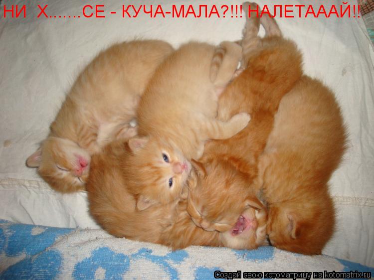 НИ Х.......СЕ - КУЧА-МАЛА?!!! НАЛЕТАААЙ!!... Котоматрица: НИ Х.......СЕ - КУЧА-МАЛА?!!! НАЛЕТАААЙ!!