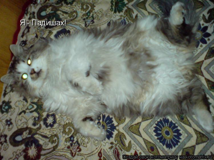 Котоматрица: Я - Падишах!