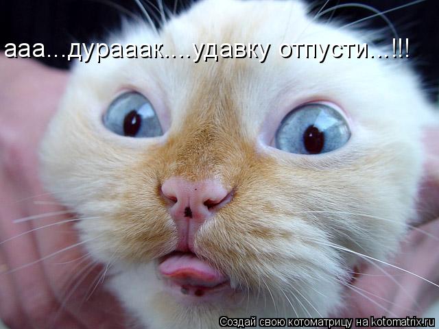 Котоматрица: ааа...дурааак....удавку отпусти...!!!