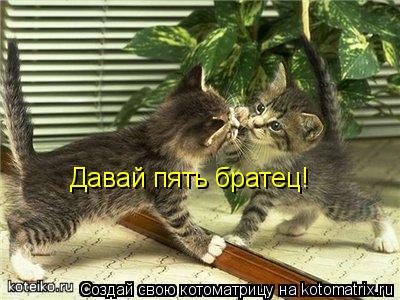 Котоматрица: Давай пять братец!