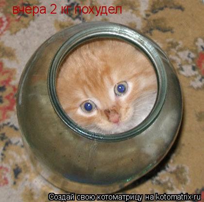 Котоматрица: вчера 2 кг похудел