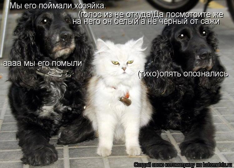 Мы его поймали,хозяйка. (голос из не откуда)Да посмотрите же на него он белый а не чёрный от сажи (ти... Котоматрица: Мы его поймали,хозяйка. (голос из не откуда)Да посмотрите же на него он белый а не чёрный от сажи (тихо)опять опознались аааа мы его помыли