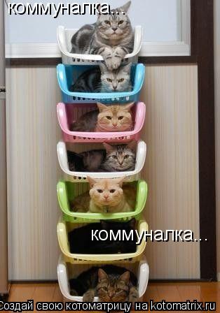 Котоматрица: коммуналка... коммуналка...