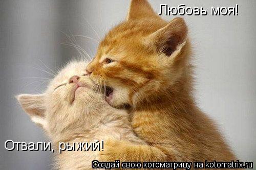 Любовь моя! Отвали, рыжий!... Котоматрица: Любовь моя! Отвали, рыжий!