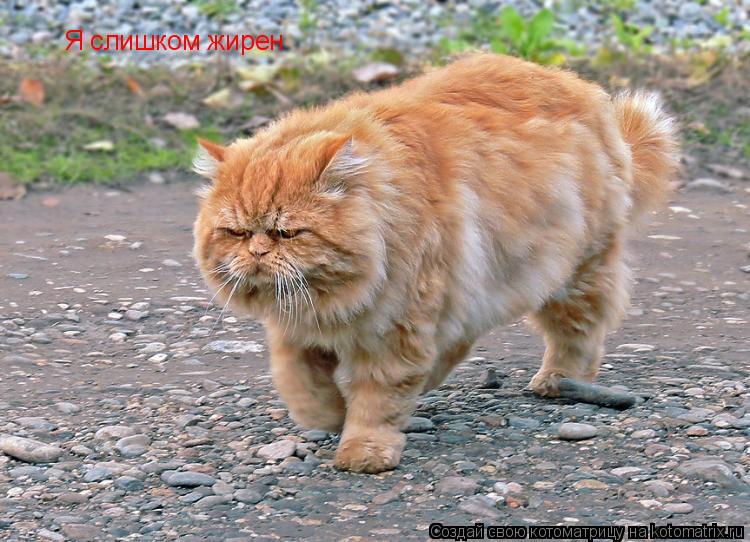 Котоматрица: Я слишком жирен