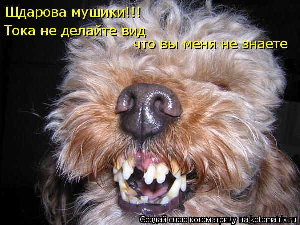 Котоматрица: Шдарова мушики!!! Тока не делайте вид  Тока не делайте вид  что вы меня не знаете