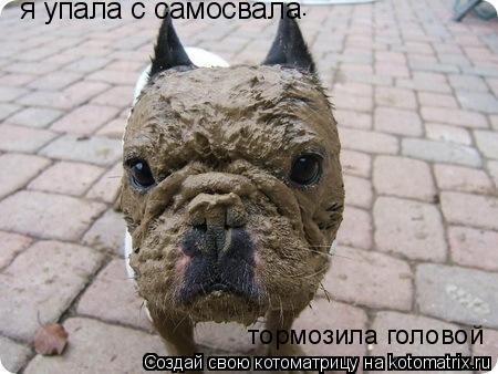 Котоматрица: я упала с самосвала . . тормозила головой