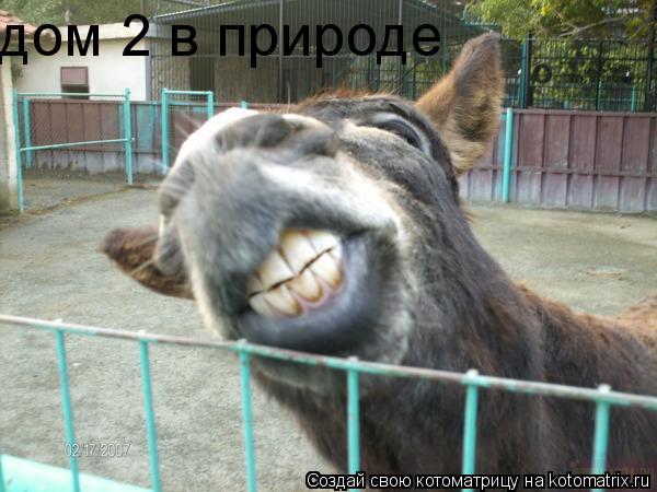 Котоматрица: дом 2 в природе