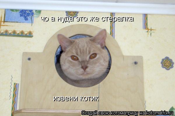 извени котик чо а нуда это же стералка... Котоматрица: извени котик чо а нуда это же стералка