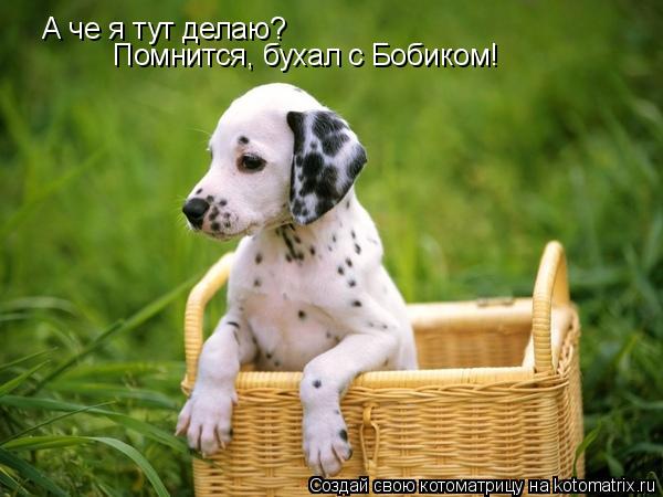 Котоматрица: А че я тут делаю? Помнится, бухал с Бобиком!