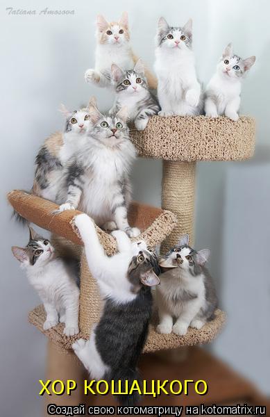 Котоматрица: ХОР КОШАЦКОГО