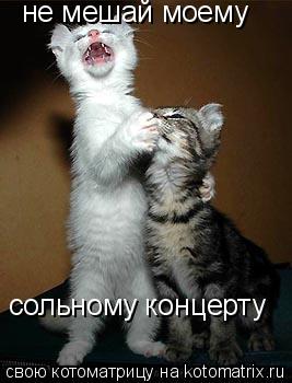 Котоматрица: не мешай моему сольному концерту