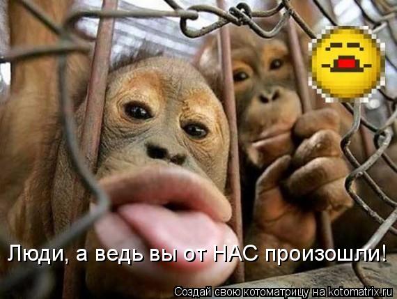 Котоматрица: Люди, а ведь вы от НАС произошли!