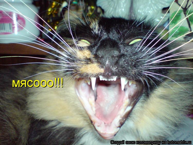 Котоматрица: мясооо!!!