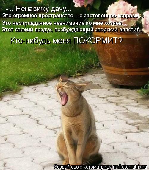 - ...Ненавижу дачу... Это неоправданное невнимание ко мне хозяев... Этот свежий воздух, возбуждающий... Котоматрица: - ...Ненавижу дачу... Это неоправданное невнимание ко мне хозяев... Этот свежий воздух, возбуждающий зверский аппетит... Это огромное простран