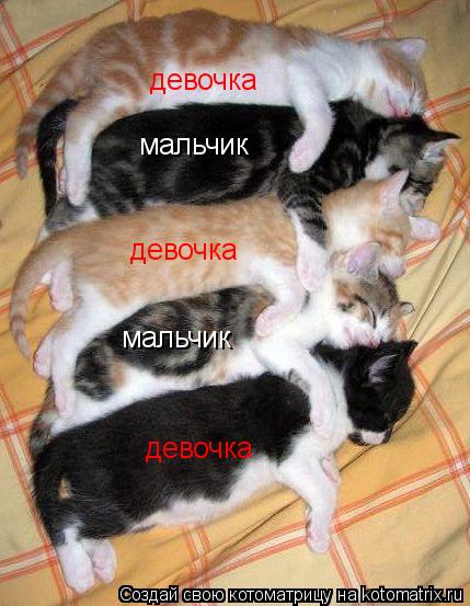 мальчик мальчик девочка девочка девочка... Котоматрица: мальчик мальчик девочка девочка девочка