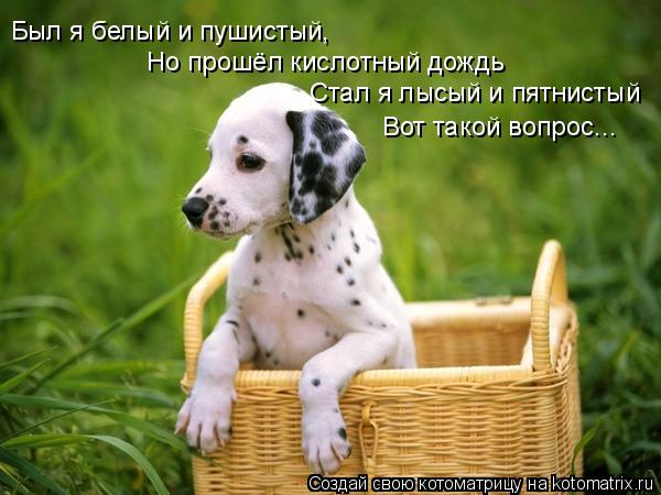 Был я белый и пушистый, Но прошёл кислотный дождь Стал я лысый и пятнистый Вот такой вопрос...... Котоматрица: Был я белый и пушистый, Но прошёл кислотный дождь Стал я лысый и пятнистый Вот такой вопрос...
