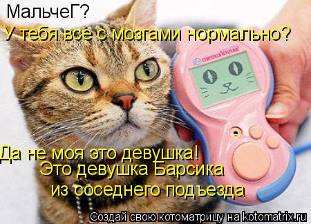 Котоматрица: МальчеГ? У тебя все с мозгами нормально? Да не моя это девушка! Это девушка Барсика из соседнего подъезда