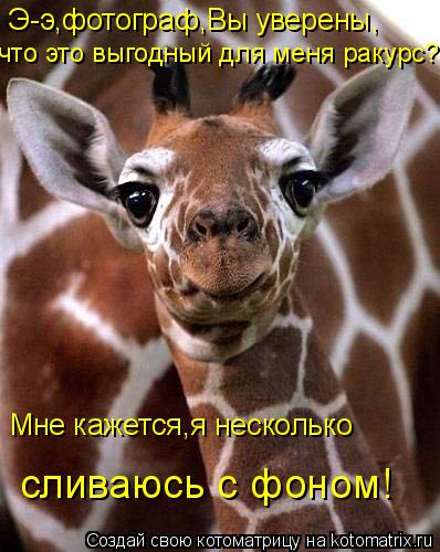 Котоматрица: Э-э,фотограф,Вы уверены, что это выгодный для меня ракурс? Мне кажется,я несколько  сливаюсь с фоном!