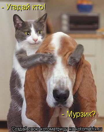 - Угадай кто! - Мурзик?... Котоматрица: - Угадай кто! - Мурзик?