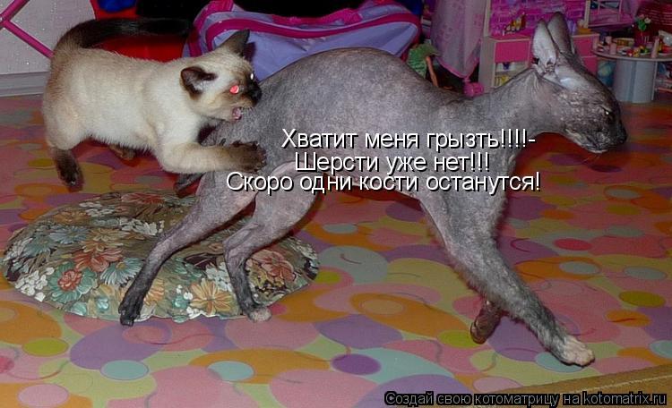 Котоматрица: Хватит меня грызть!!!!- Шерсти уже нет!!! Скоро одни кости останутся!