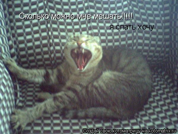 Котоматрица: Сколько можно мне мешать!!!!!  я спать хочу