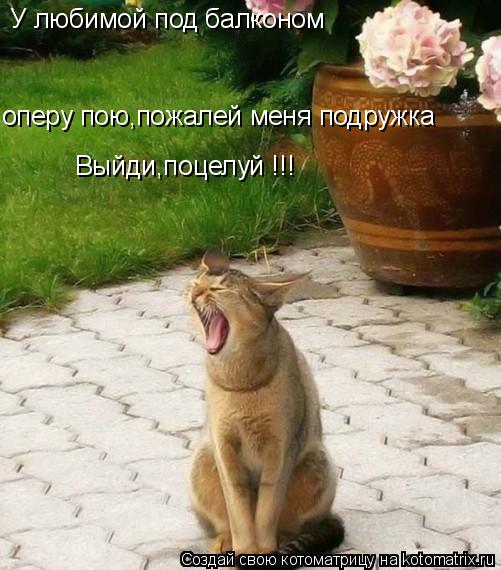 У любимой под балконом оперу пою,пожалей меня подружка Выйди,поцелуй !!!... Котоматрица: У любимой под балконом оперу пою,пожалей меня подружка Выйди,поцелуй !!!