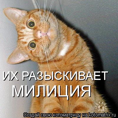 Котоматрица: ИХ РАЗЫСКИВАЕТ МИЛИЦИЯ