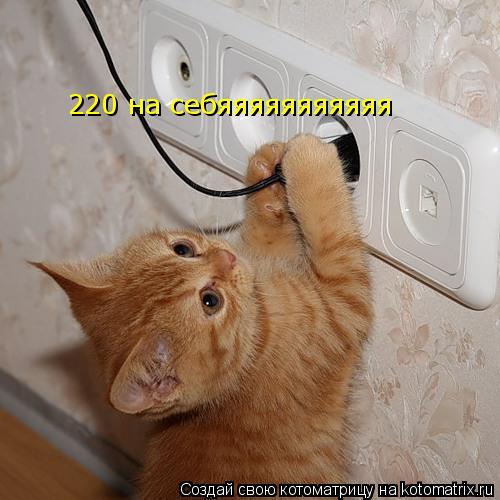 220 на себяяяяяяяяяяя... Котоматрица: 220 на себяяяяяяяяяяя